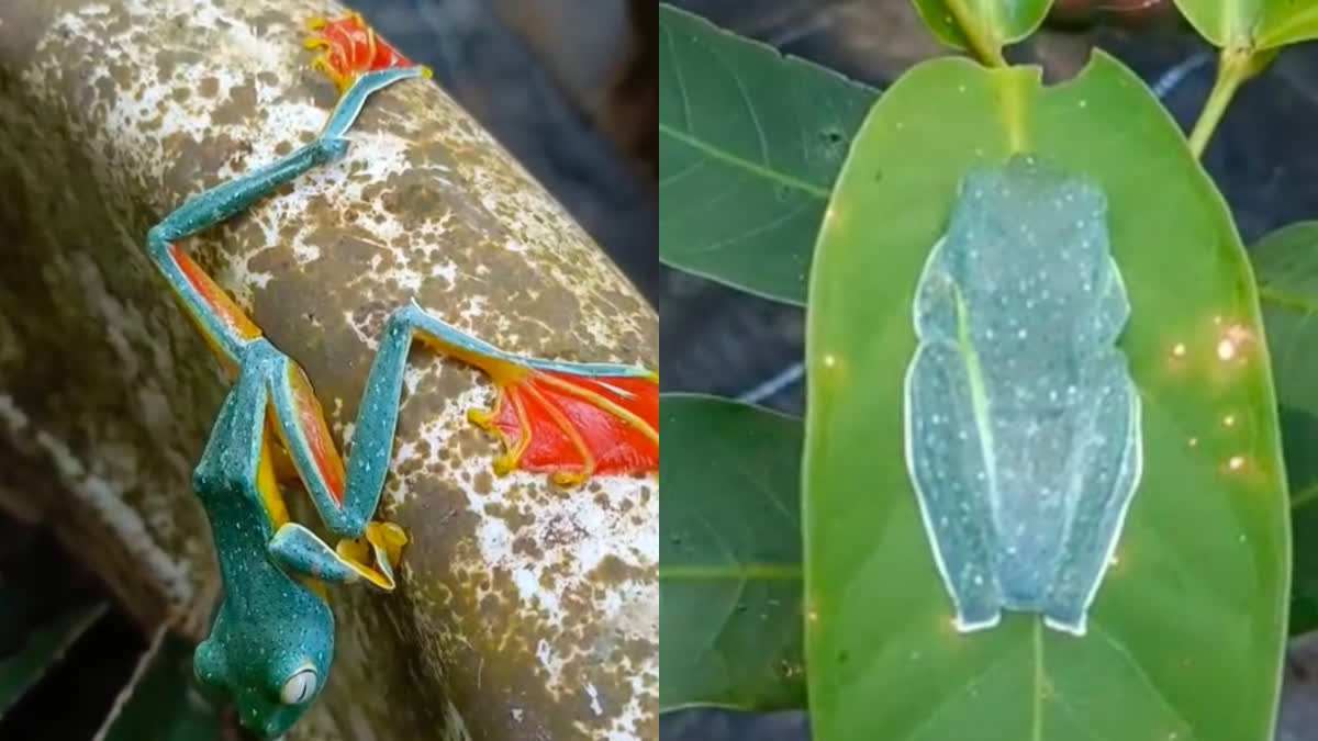 MALABAR GLIDING FROG  RARE FROG  BIODIVERSITY  WILDLIFE