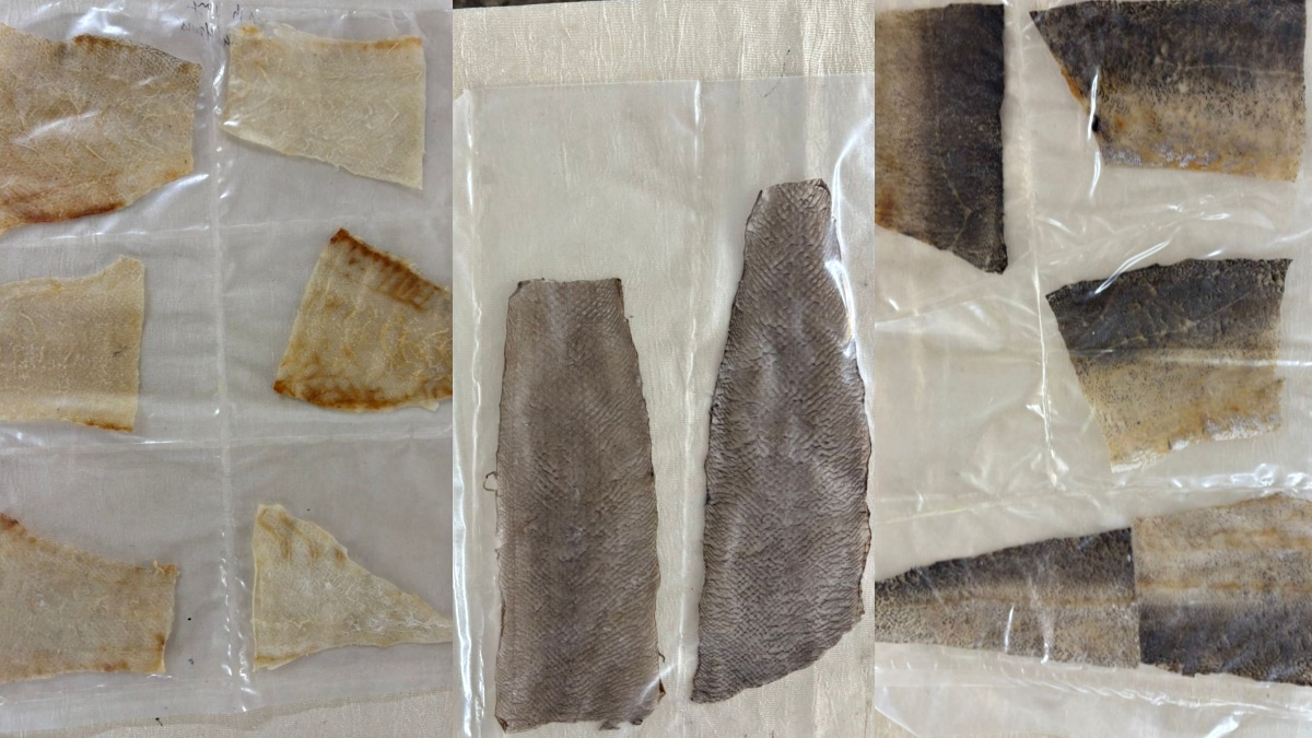 Fish Skin Leather In Mangaluru