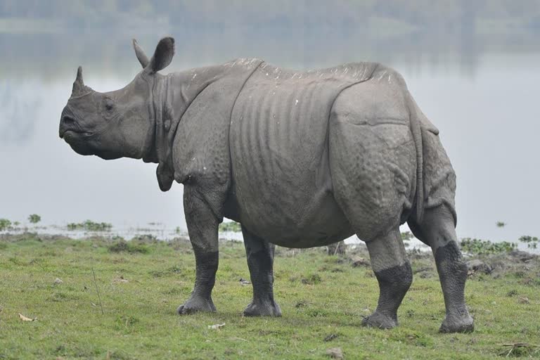 assam RHINOCEROS in madhya pradesh