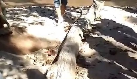 KANHA NATIONAL PARK MANDLA