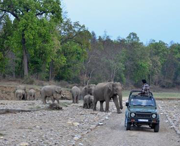 Elephant deaths in Uttarakhand