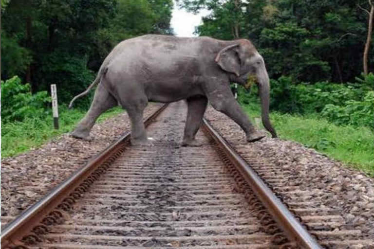 Elephant deaths in Uttarakhand