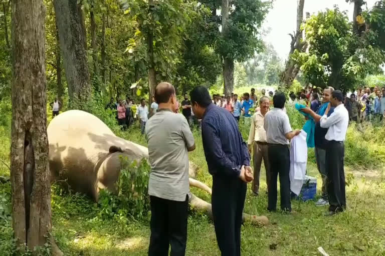 Elephant deaths in Uttarakhand