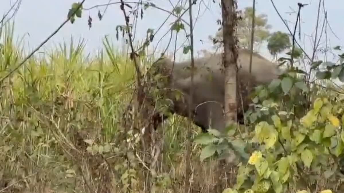 Elephant deaths in Uttarakhand