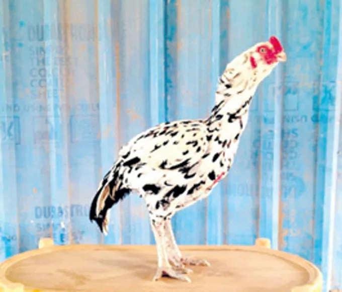 Cock Cost Rs. 3.50 Lakhs in AP