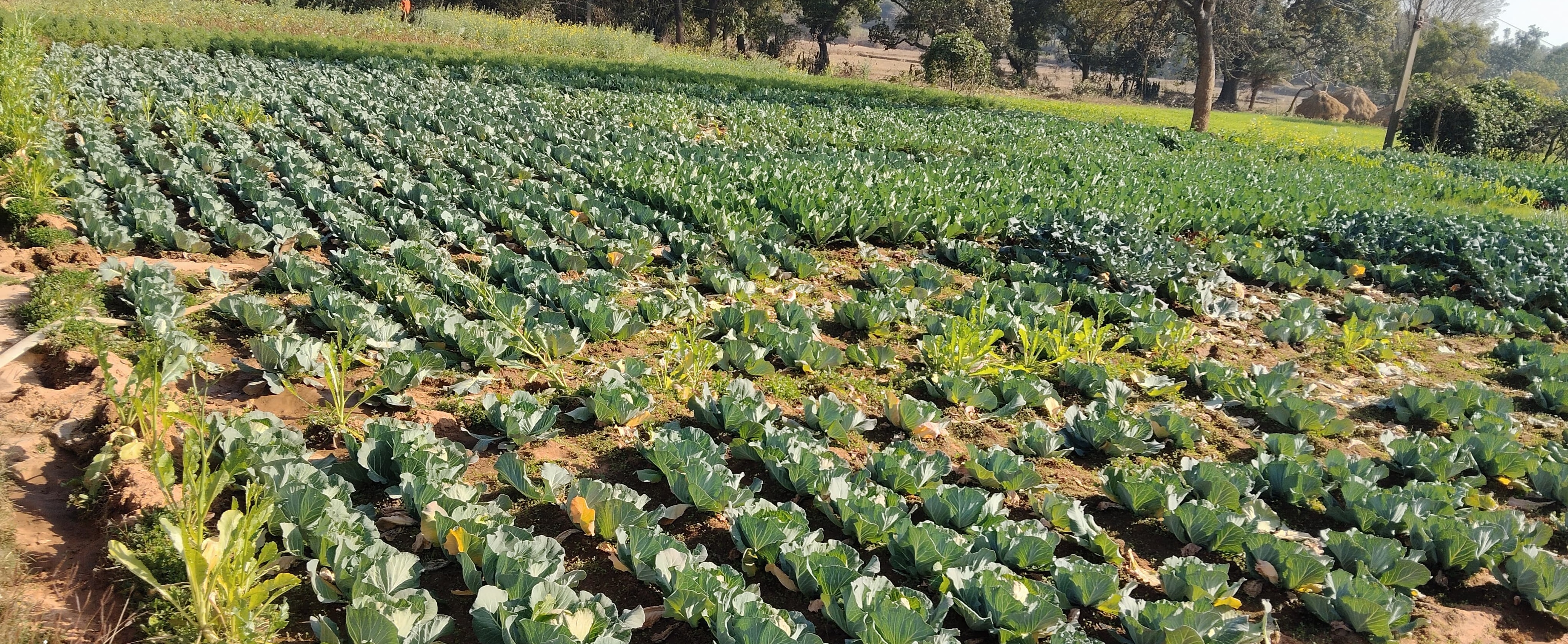 WOMEN SELF RELIANCE BY FARMING