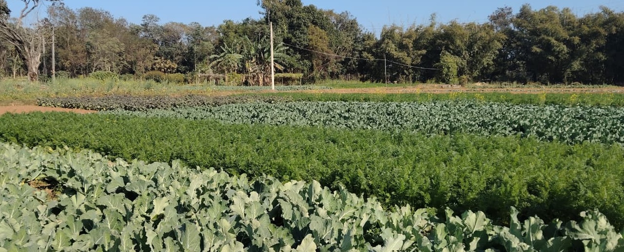 WOMEN SELF RELIANCE BY FARMING