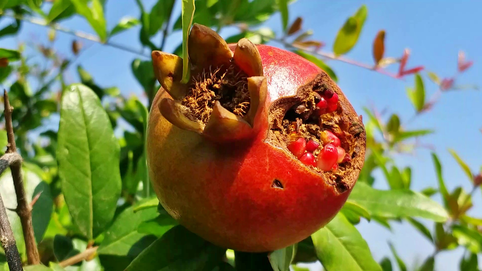 pomegranate-crop-loss-due-to-severe-cold-at-davanagere