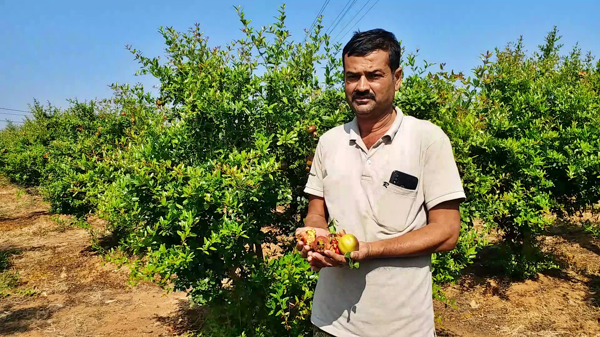 pomegranate-crop-loss-due-to-severe-cold-at-davanagere