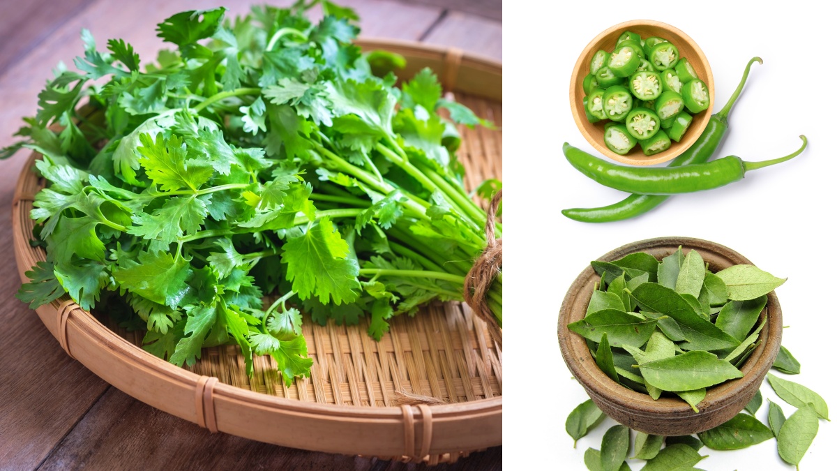 Coriander Pongal Recipe