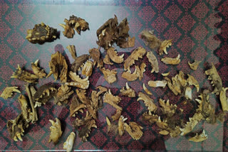Forest Officials Seizes Over 40 Tiger Skins, 133 Claws In Gujarat’s Rajpipla