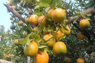 संत्रा बागेतील फळांनी लडगलेली झाडं