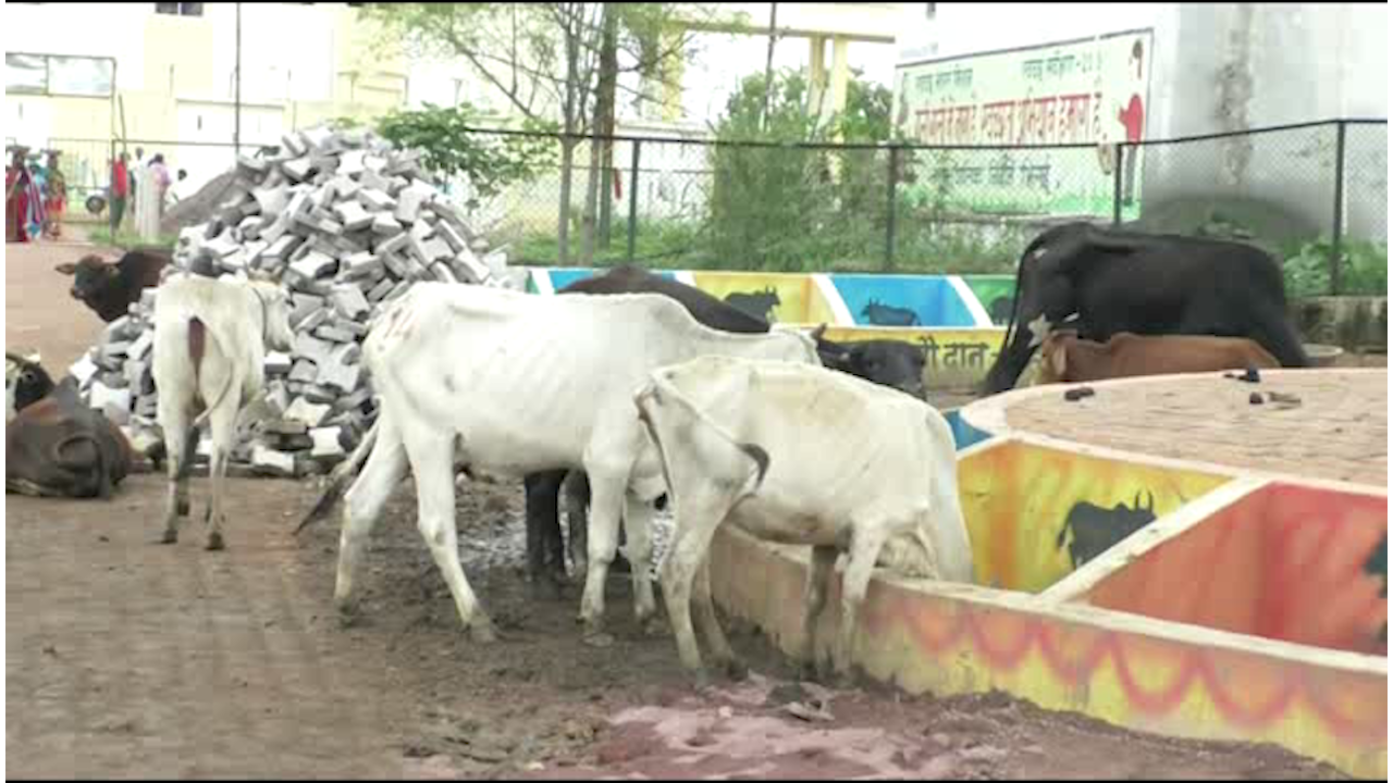 Cow Protection Initiative