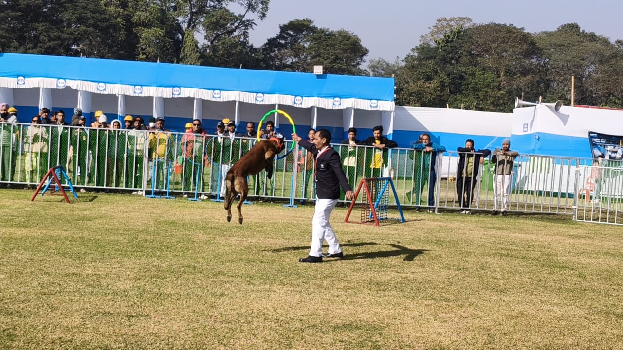 International Dog Championship Show