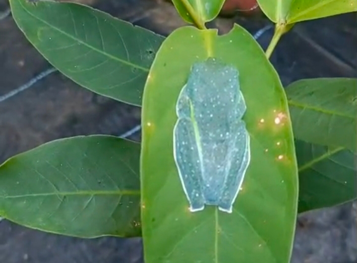 MALABAR GLIDING FROG  RARE FROG  BIODIVERSITY  WILDLIFE