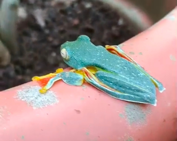 MALABAR GLIDING FROG  RARE FROG  BIODIVERSITY  WILDLIFE
