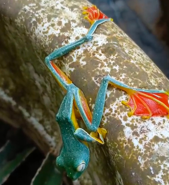 MALABAR GLIDING FROG  RARE FROG  BIODIVERSITY  WILDLIFE