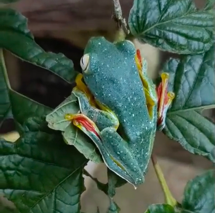 MALABAR GLIDING FROG  RARE FROG  BIODIVERSITY  WILDLIFE
