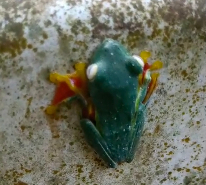 MALABAR GLIDING FROG  RARE FROG  BIODIVERSITY  WILDLIFE