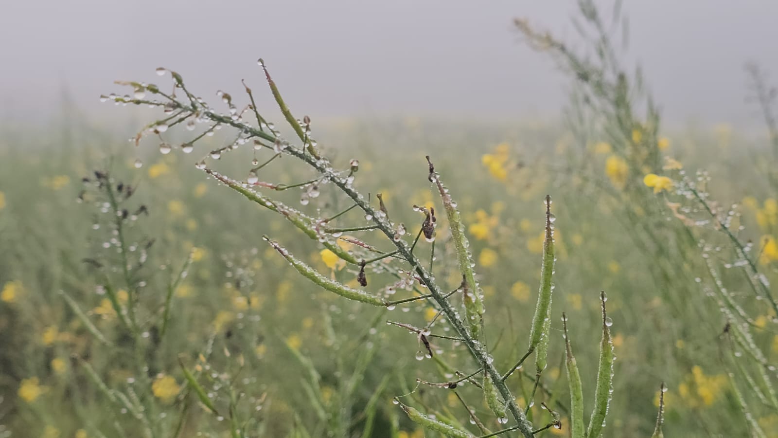 chhindwara severe cold