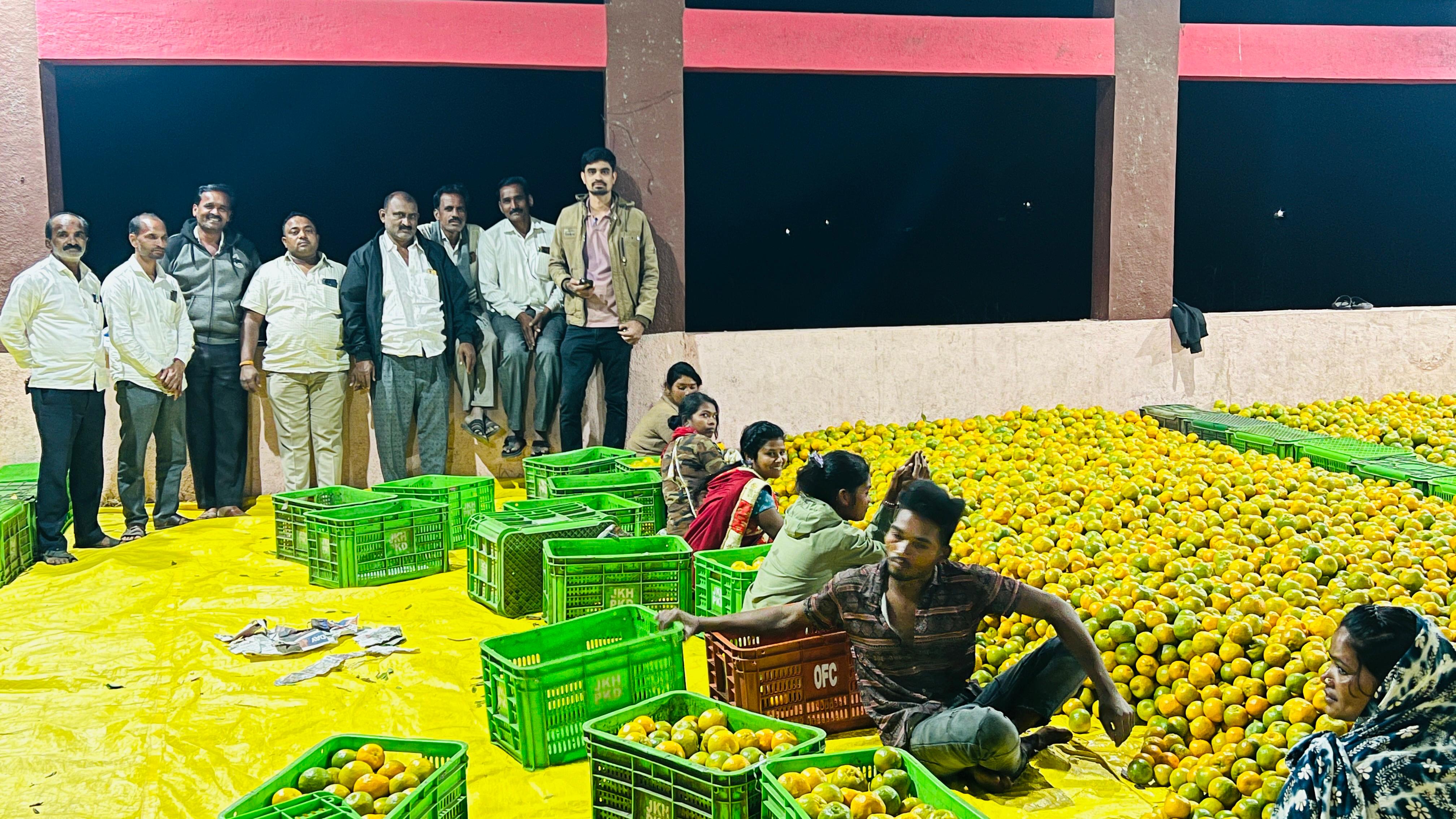 संत्रा बागेतील फळाची तोड करुन प्रतवारी करणारे कामगार