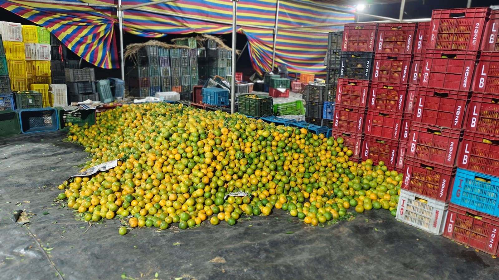 संत्रा बागेतील फळाची तोड करुन आणलेली संत्री