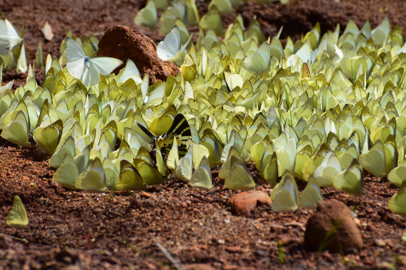 ARALAM  BUTTERFLY SANCTUARY  WILDLIFE  KANNUR