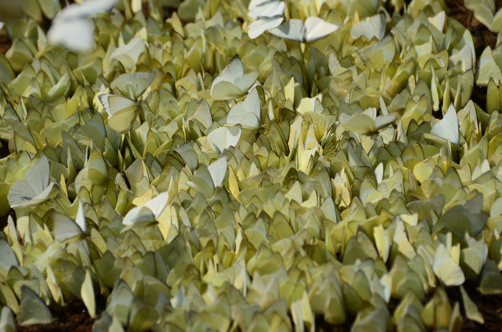ARALAM  BUTTERFLY SANCTUARY  WILDLIFE  KANNUR
