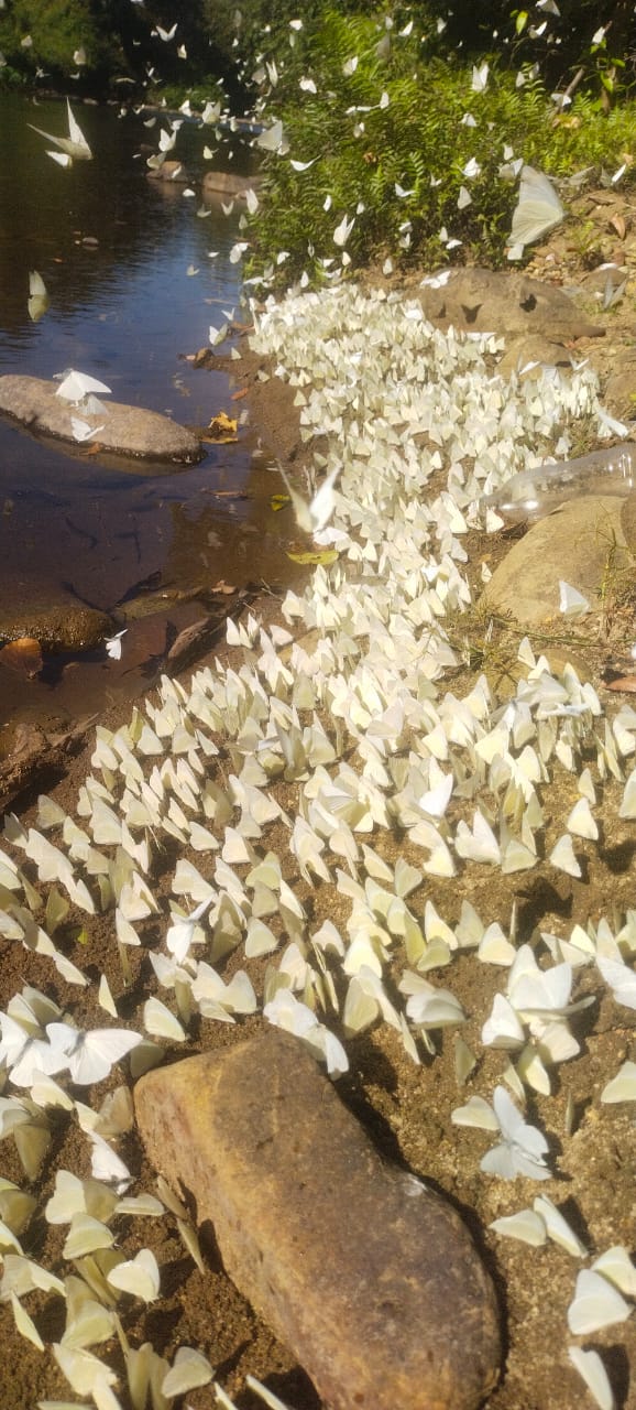ARALAM  BUTTERFLY SANCTUARY  WILDLIFE  KANNUR