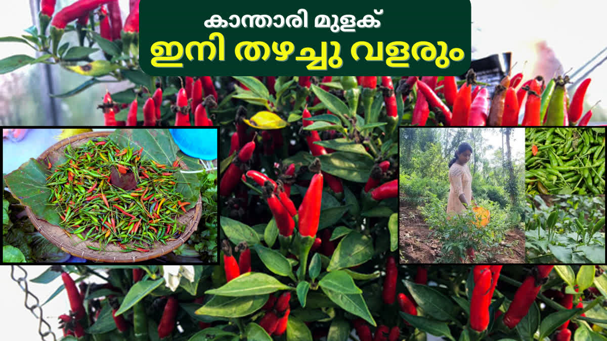 കാന്താരി മുളക് ഇങ്ങനെയൊന്ന് നട്ടു നോക്കൂ.... ഇനി തഴച്ചു വളരും, വീട്ടില് ...