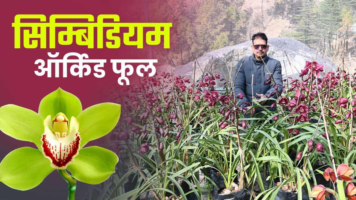 Northeast Famous Flowers in Palampur