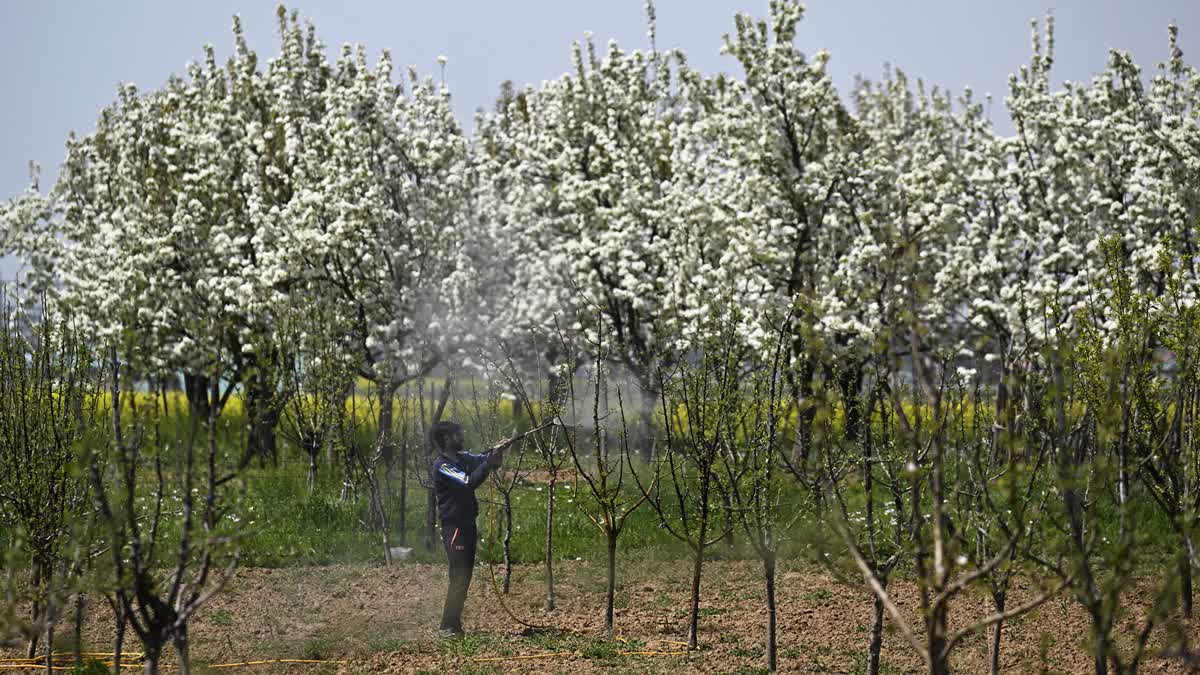 A farmer sprinkles pesticides in his fruit orchard in Kashmir