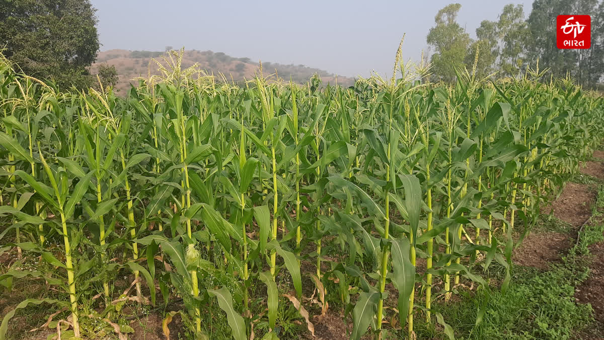 Bhavnagar News ભાવેણુ - ShareChat