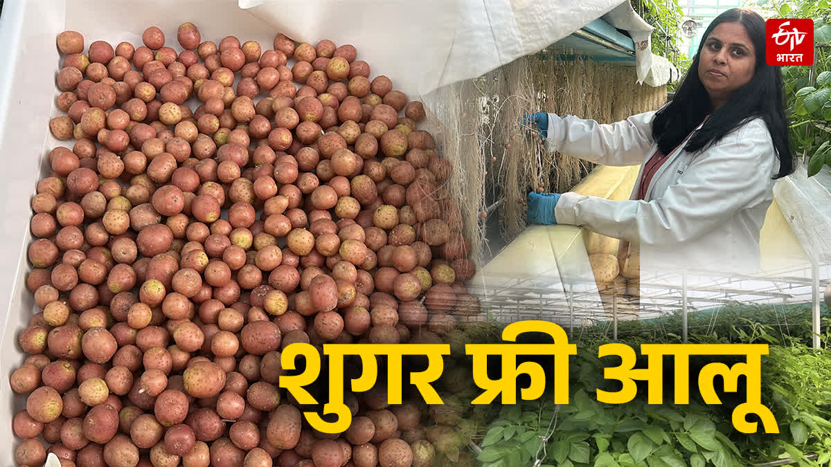 DIABETIC PATIENTS EATING POTATO