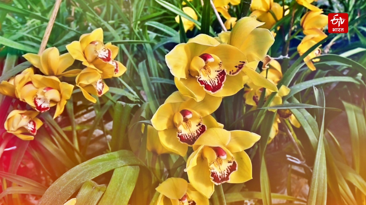 Northeast Famous Flowers in Palampur