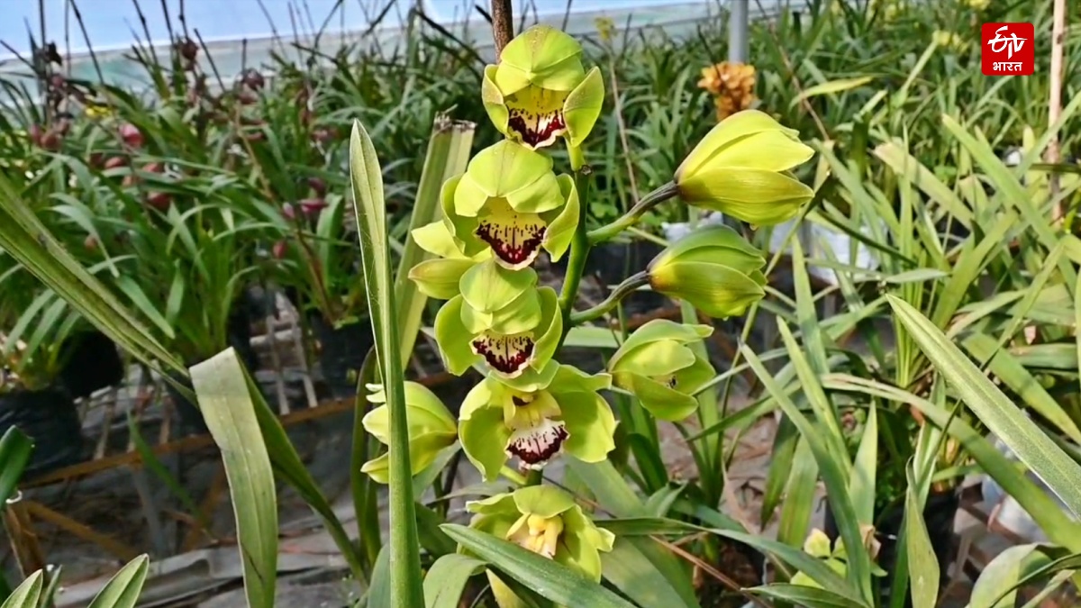 Northeast Famous Flowers in Palampur