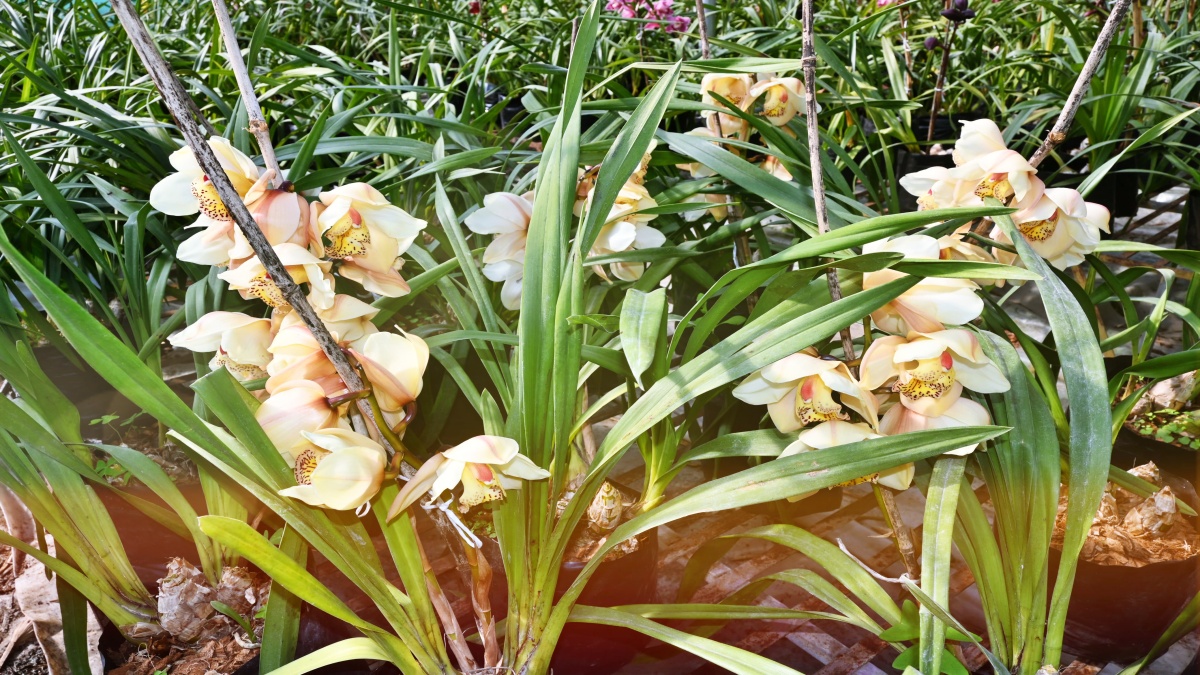 Dr Narendra Pathak Orchids