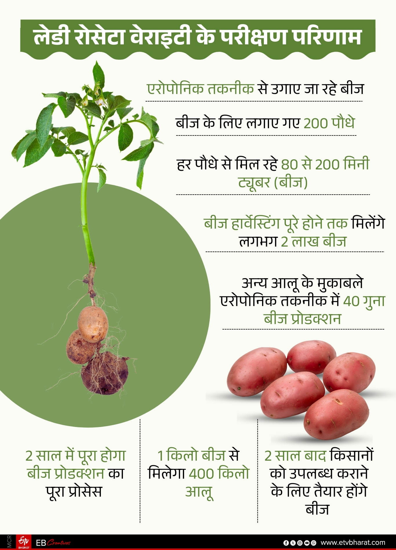 LADY ROSETTA VARIETY POTATO SEED PRODUCTION