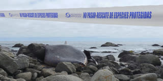 'We Could Tell Where It Was By The Smell': Dead Whale Washed Up On Chilean Coast