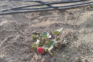 स्ट्रॉबेरी की खेती