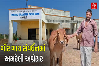 ગીર ગાય સંવર્ધનમાં અમરેલી અગ્રેસર