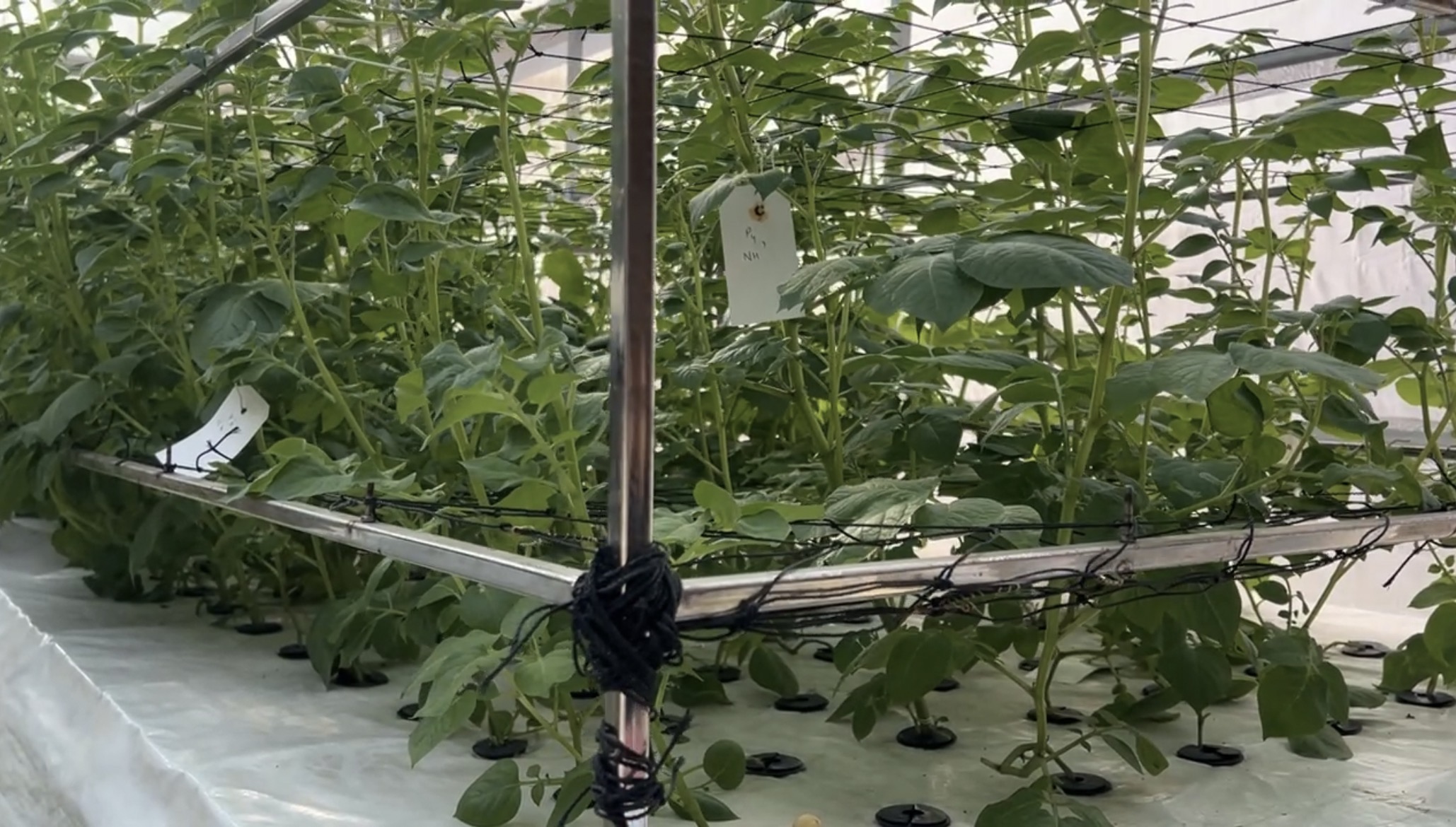 GWALIOR SUGAR FREE POTATO