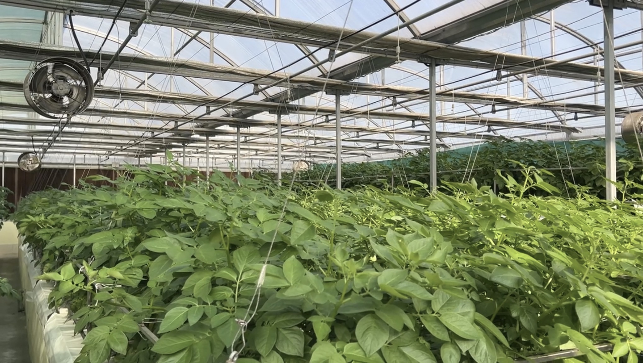 NETHERLANDS POTATO LR SEED