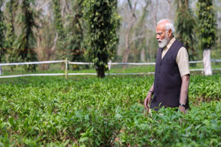 'Assam Tea Has Made Its Way All Over the World': PM After Visiting Plantation Prime Minister Narendra Modi on Saturday visited a tea garden near the Kaziranga National Park and remarked that the tea produced in Assam has made its way all over the world.