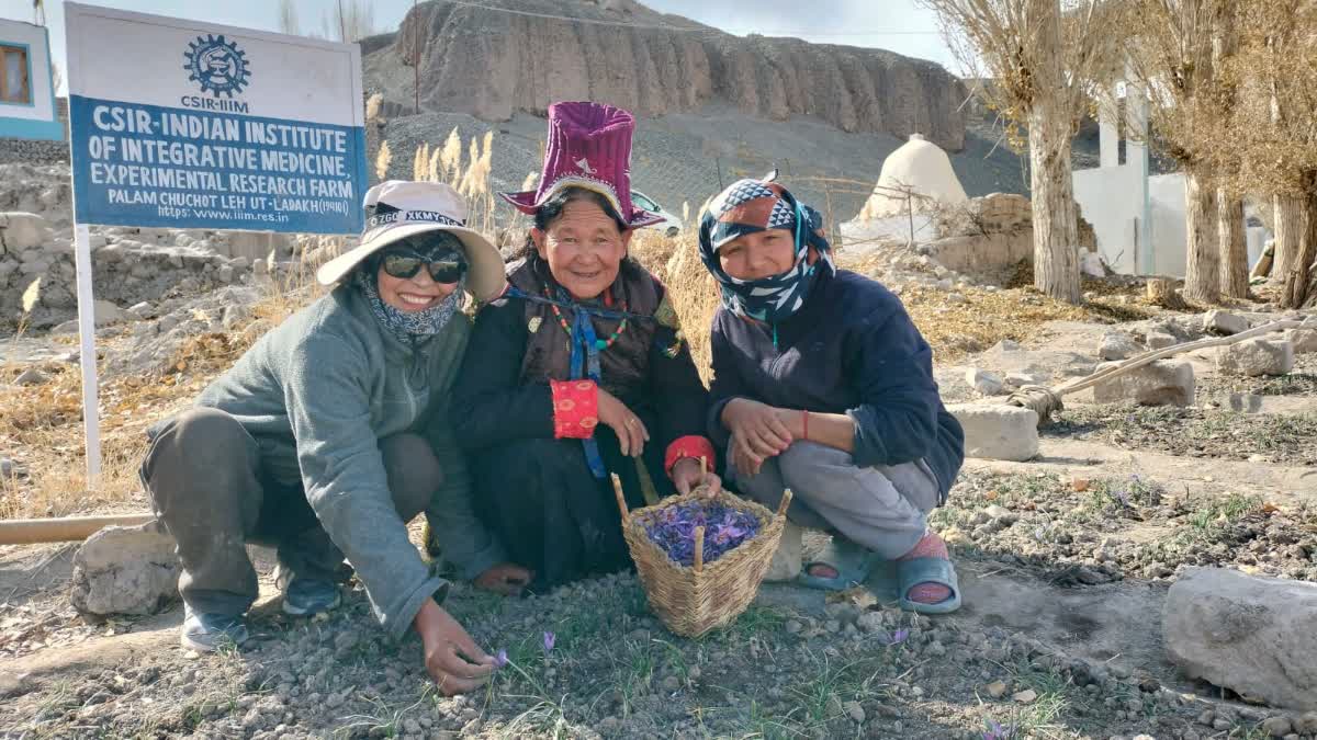 Saffron Grown in Ladakh
