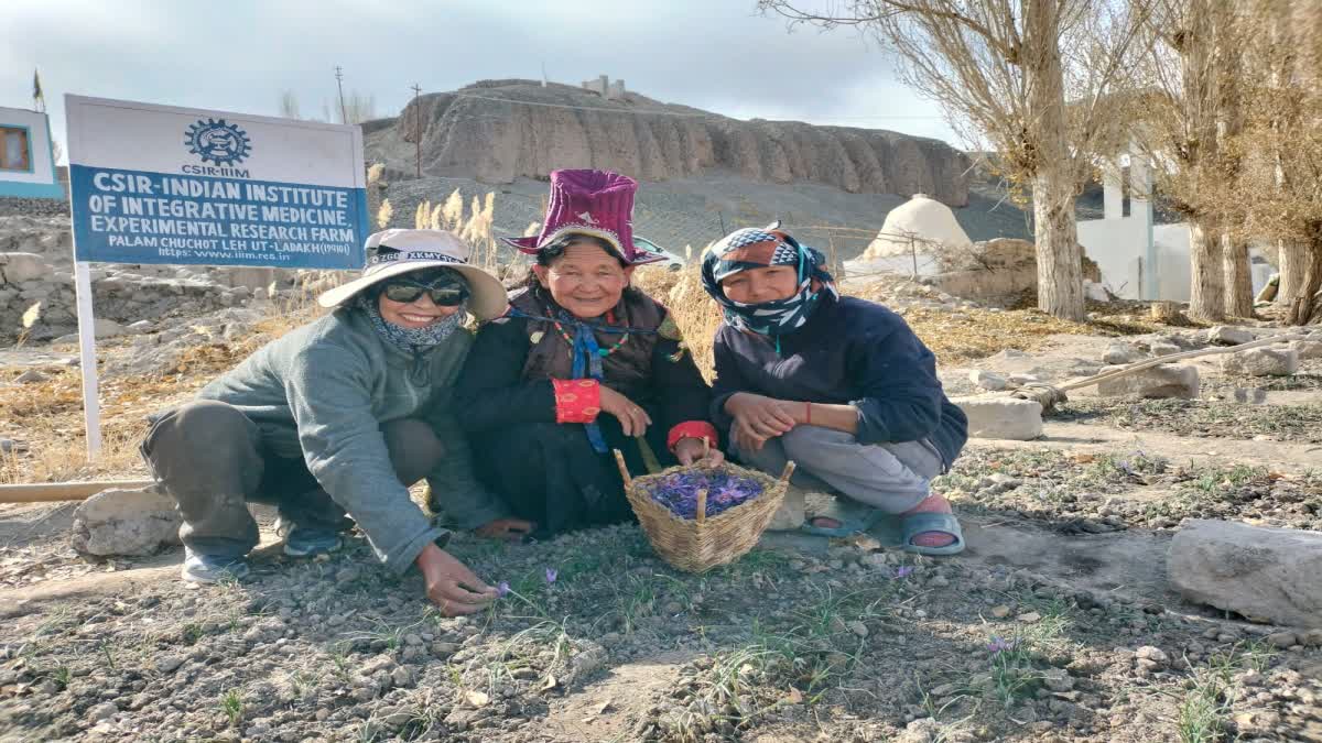 Saffron Cultivation in ladakh