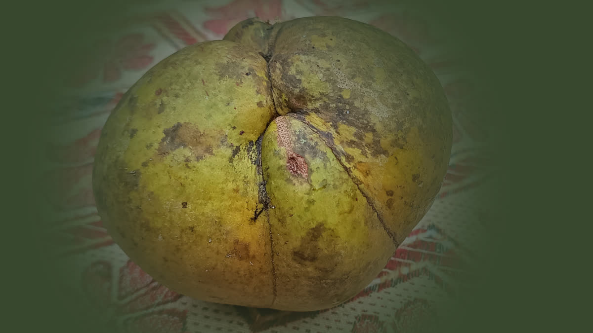 Elephant Apple Export from Assam