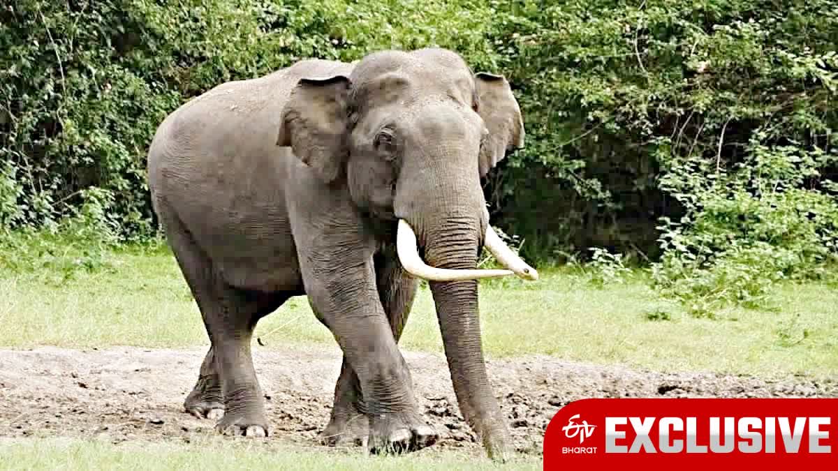 Fight between two Elephants