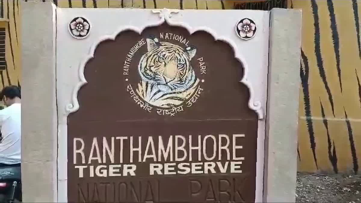 CUB DEATH IN RANTHAMBORE