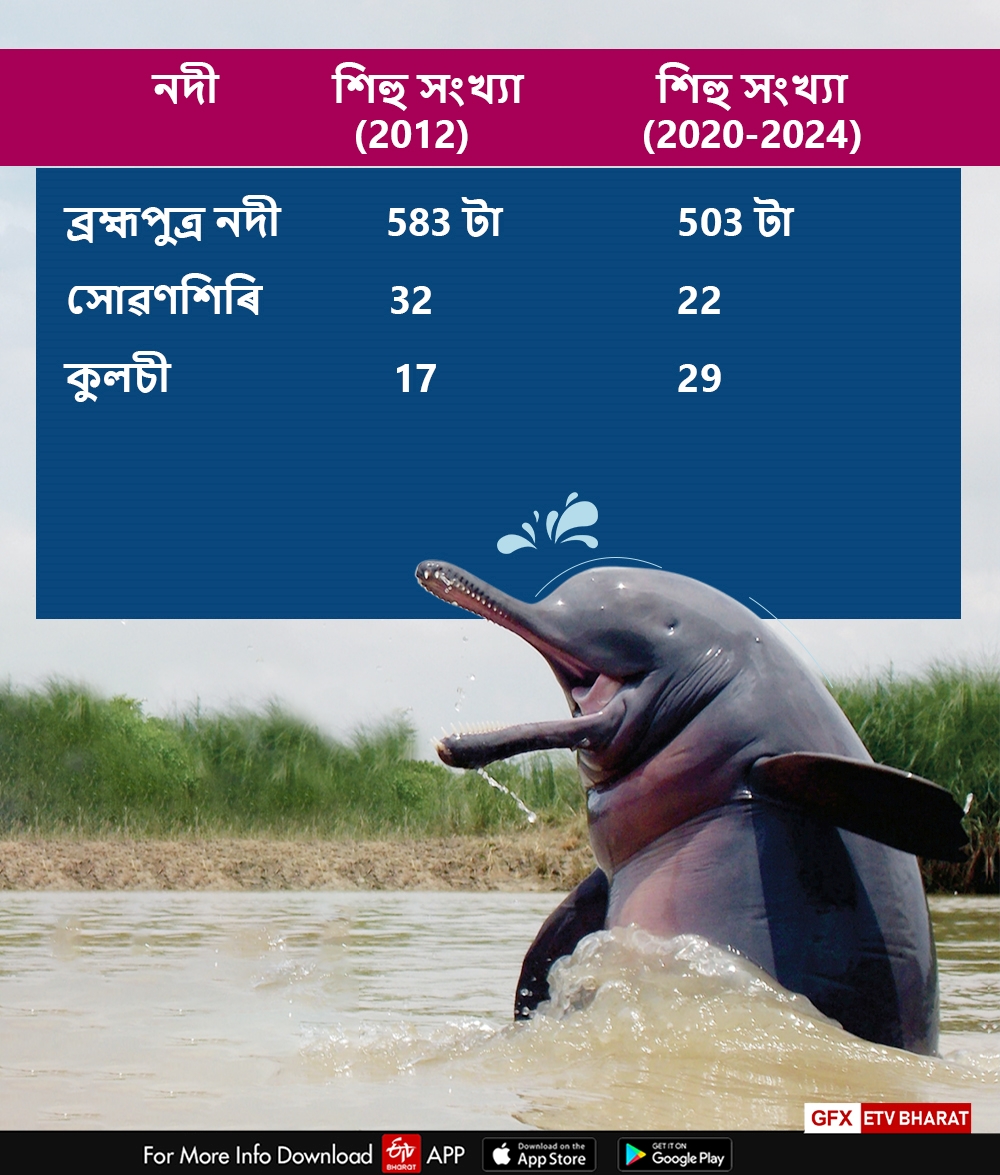 GANGES RIVER DOLPHIN